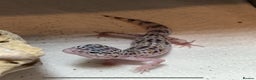 Leopard Gecko reptiles for sale: Leopard Gecko  - Advert 2