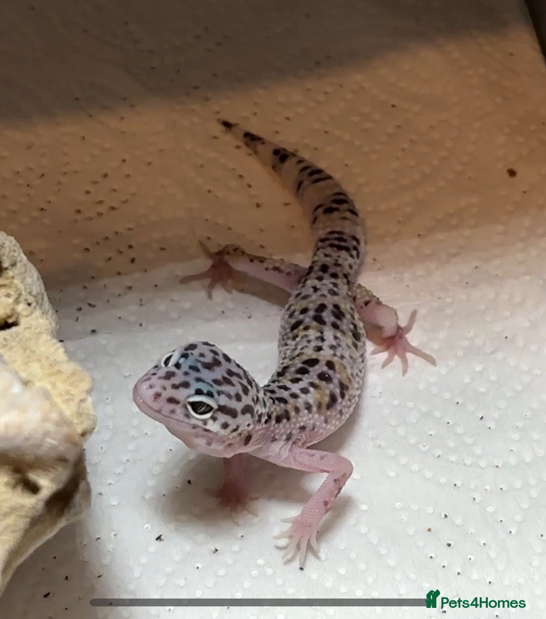 Leopard Gecko reptiles for sale: Leopard Gecko  - Advert 2