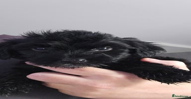 Mixed Breed dogs - Advert 3