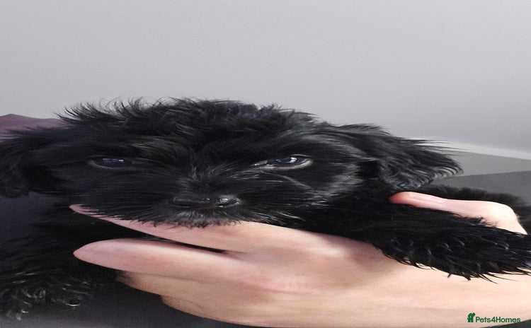 Mixed Breed dogs - Advert 9
