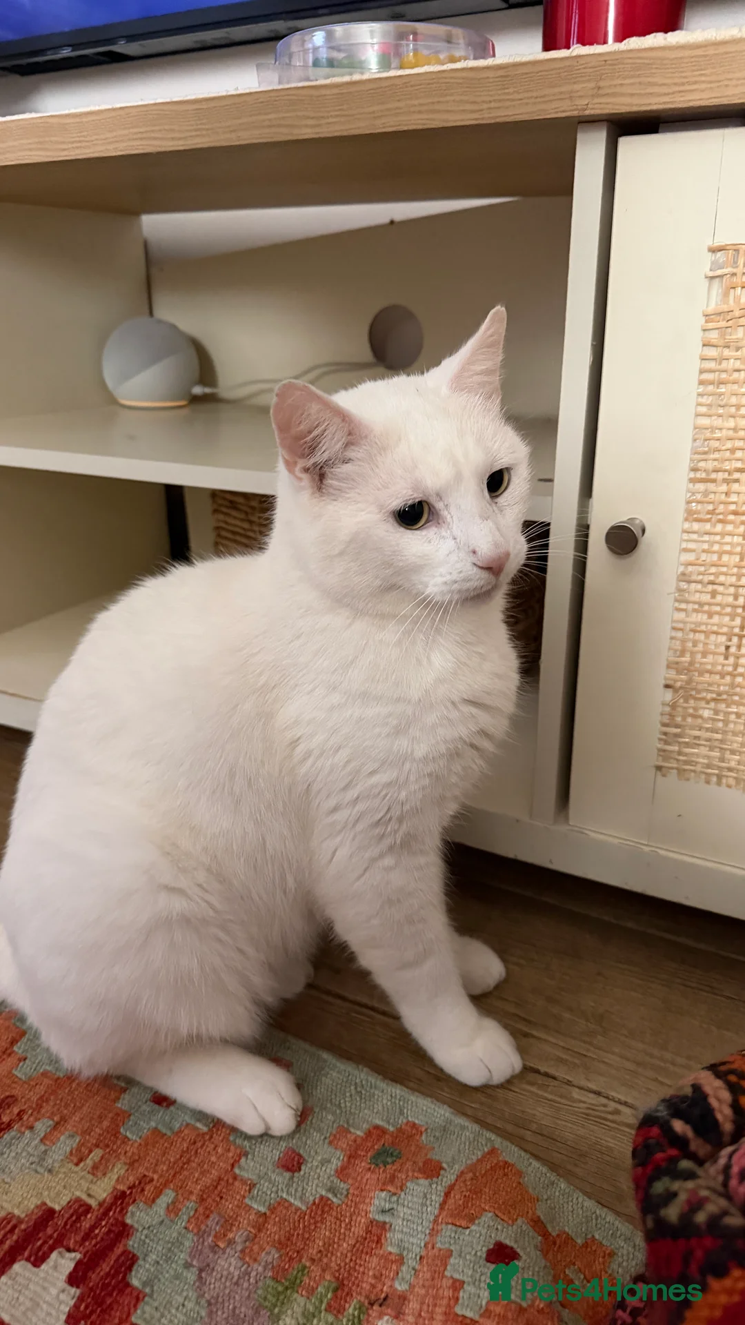 Turkish Angora cats for sale: Casper- sweet Turkish Angora need rehoming  - Advert 4