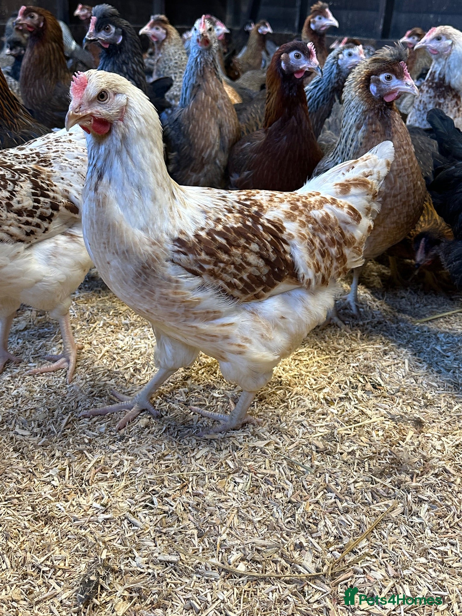 Chickens poultry Point of lay hens in a wide range of breeds  - Advert 2