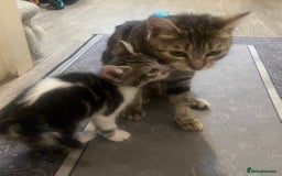 Mixed Breed cats for sale: Handsome boy nearly 9 weeks old ready to go  - Image 7