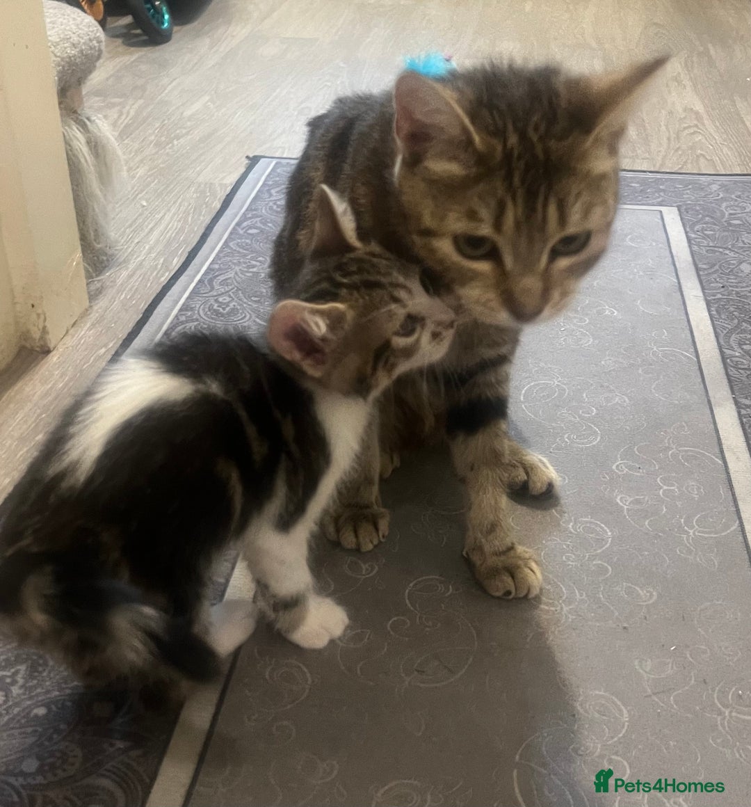 Mixed Breed cats for sale: Handsome boy nearly 9 weeks old ready to go  - Image 7