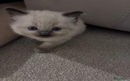 Ragdoll cats for sale: Stunning ragdoll kittens for sale  - Image 14
