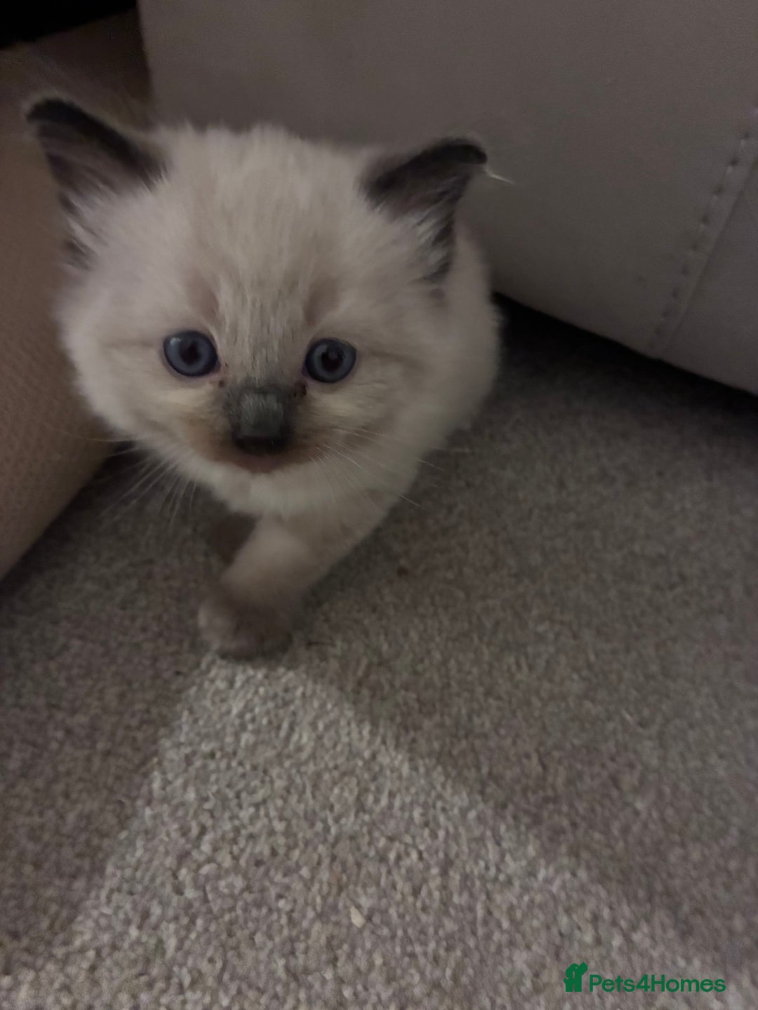 Ragdoll cats for sale: Stunning ragdoll kittens for sale  - Image 14