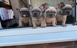 French Bulldog dogs for sale: 4 stunning Pure breed Blue Fawn French Bulldogs 🐶 - Image 2