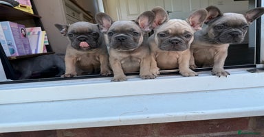 French Bulldog dogs - Advert 5