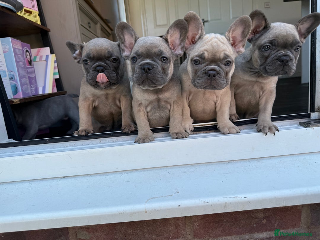 French Bulldog dogs for sale: 4 stunning Pure breed Blue Fawn French Bulldogs 🐶 - Image 2