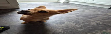 Chorkie 1