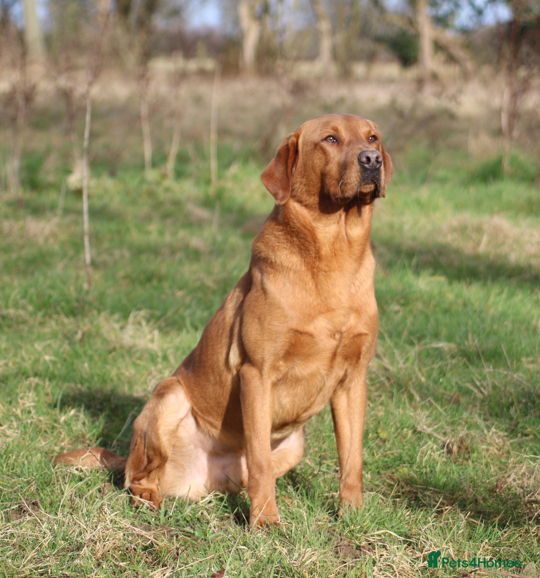 Labrador Retriever dogs for stud: Fox red working Labrador at stud - Image 2
