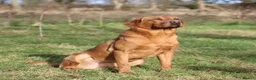 Labrador Retriever dogs for stud: Fox red working Labrador at stud - Advert 2
