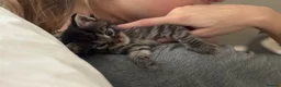 Maine Coon cats for sale: Beautiful maincoon cross ragdolls  - Advert 12