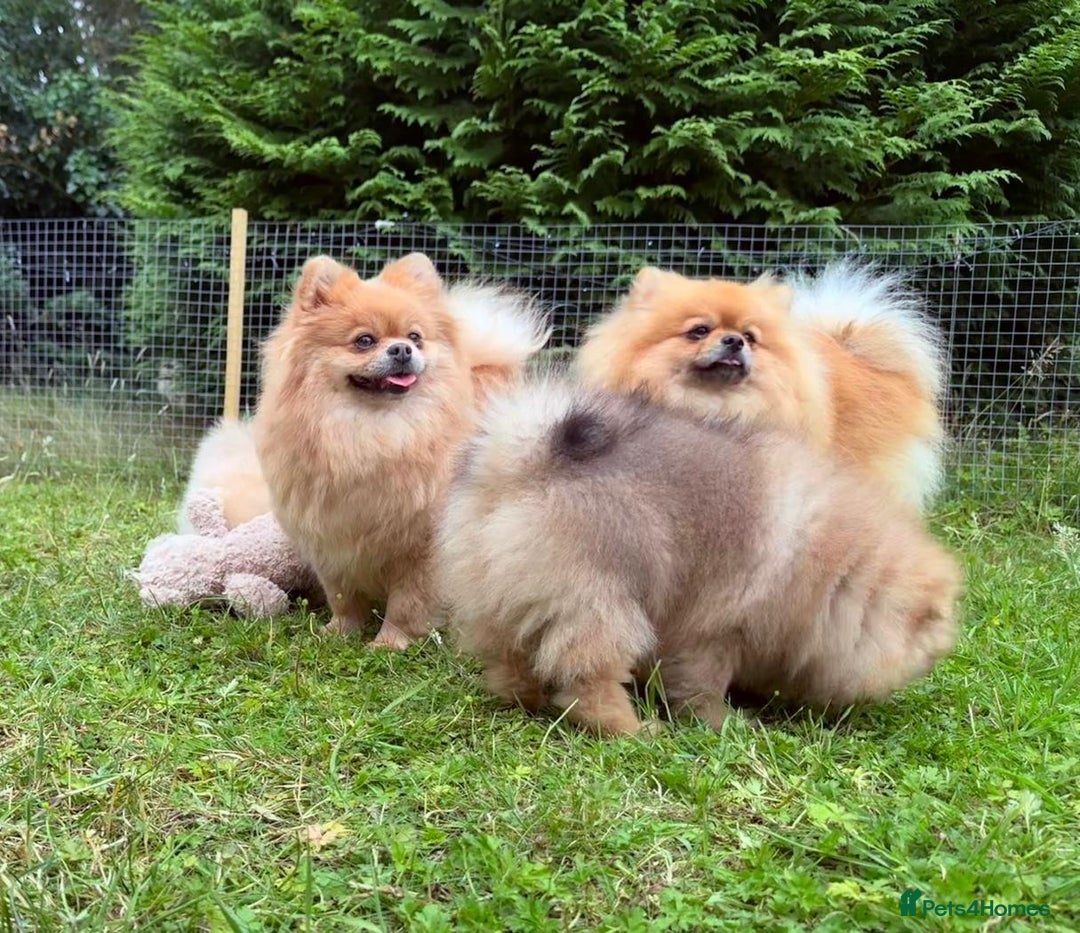 Pomeranian dogs for sale: Luxurious Tiny Pomeranian - 900g/11 weeks old - Image 14