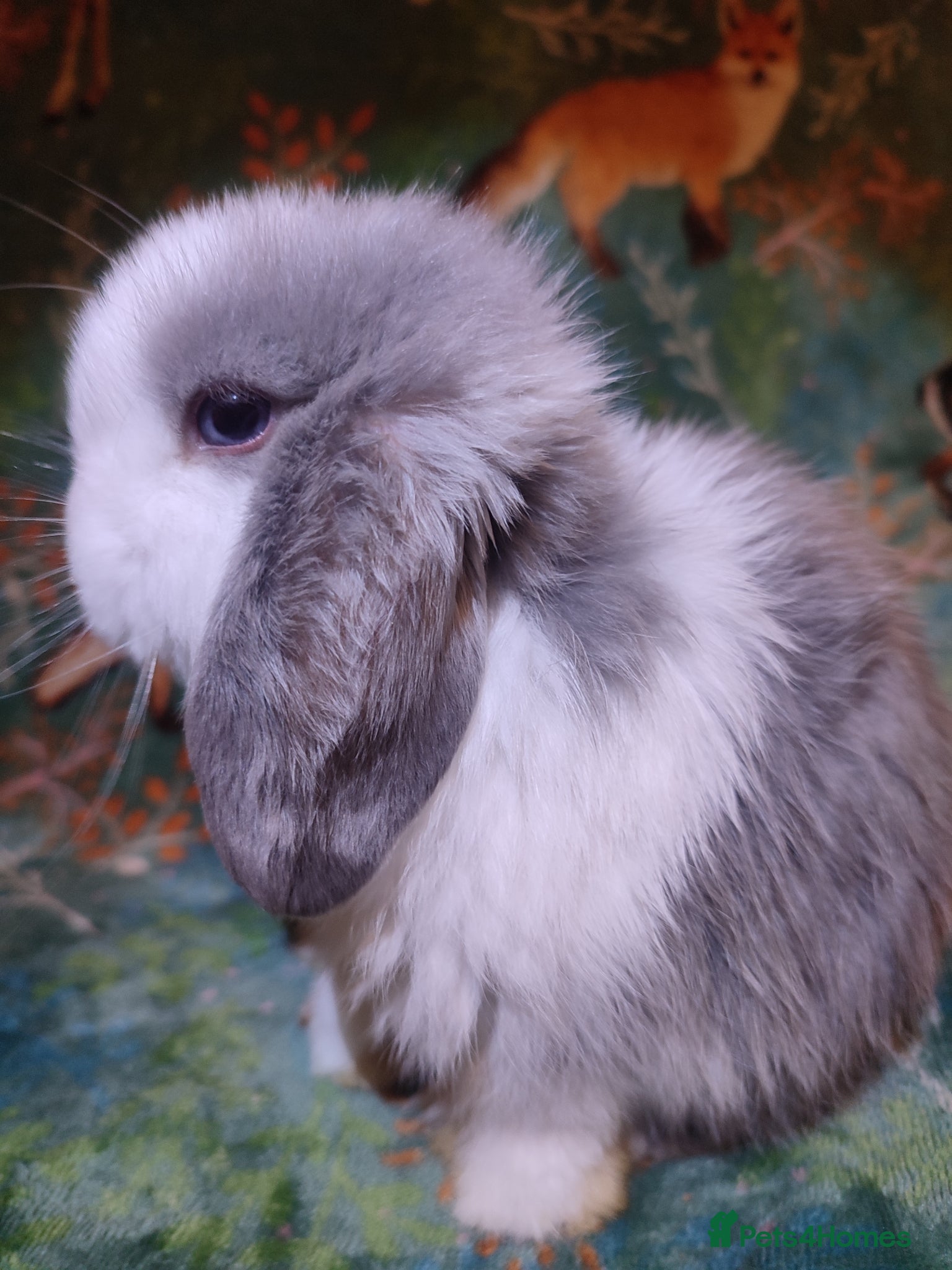 Mini Lop rabbits Baby Mini Lops - Advert 15