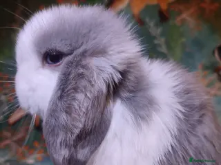 Mini Lop rabbits Baby Mini Lops - Advert 15