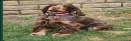 Cocker Spaniel dogs for sale: 6 KC Registered Cocker Spaniel Puppies For Sale  in Nottingham - Advert 2