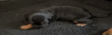 Nickname is rottie 