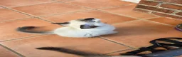 Ragdoll cats for sale: GCCF Reg. Ragdoll kittens. Ready now! - Advert 14