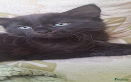 Siberian cats for sale: 6 lovely Siberian kittens  - Image 6