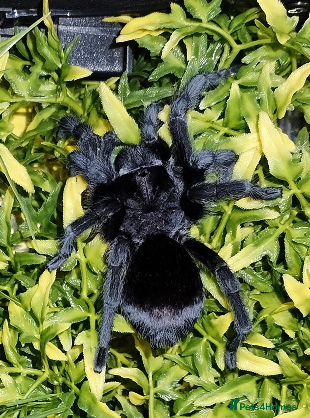 Tarantulas invertebrates Brazilian Black & Chilean Rose Hair - Advert 11