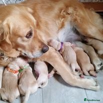 Golden Retriever dogs 0-0 HIP Ethically Bred quality Golden Retrievers  - Advert 1