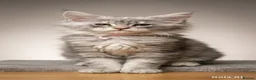 Maine Coon cats for sale: READY TO LEAVE Top quality Maine coon kittens - Advert 13