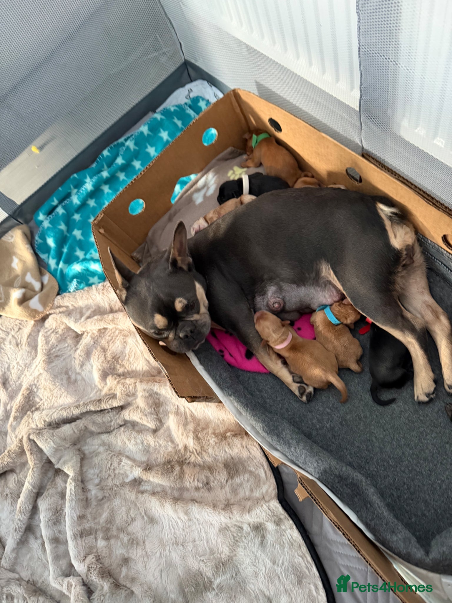 Mixed Breed dogs Frenchie cross cockapoo.  - Advert 1