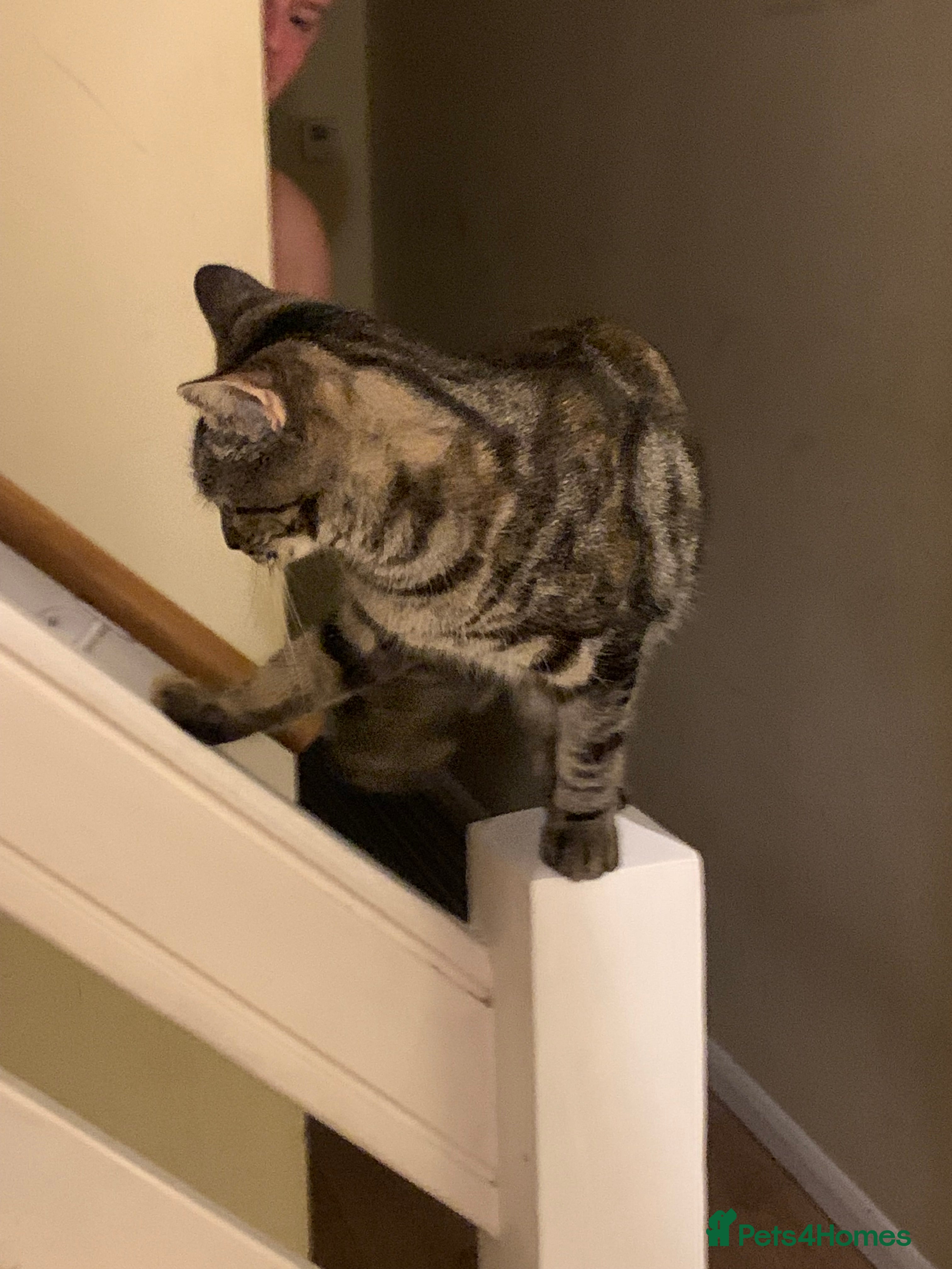 Mixed Breed cats Mollie - Advert 1