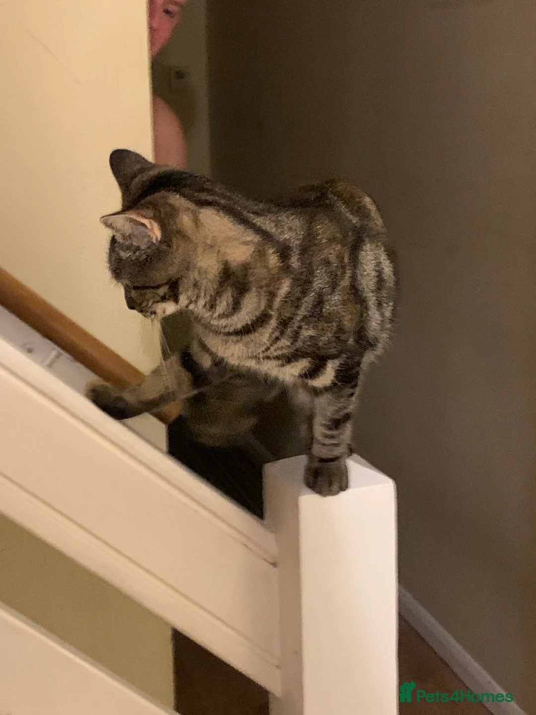 Mixed Breed cats for sale: Mollie - Advert 1