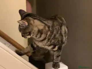 Mixed Breed cats Mollie - Advert 1