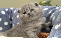 British Shorthair cats for sale: Stunning British Kittens - Image 7