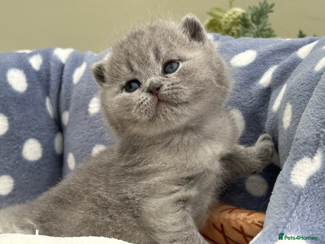 British Shorthair cats for sale: Stunning British Kittens - Image 7