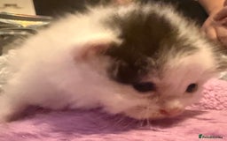 Mixed Breed cats for sale: Mixed breed kittens  - Image 1