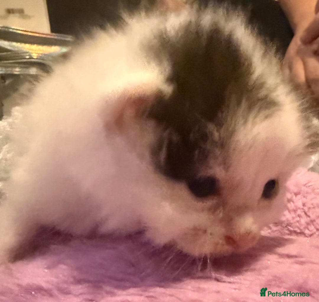 Mixed Breed cats for sale: Mixed breed kittens  - Image 1