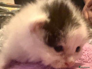 Mixed Breed cats - Advert 26