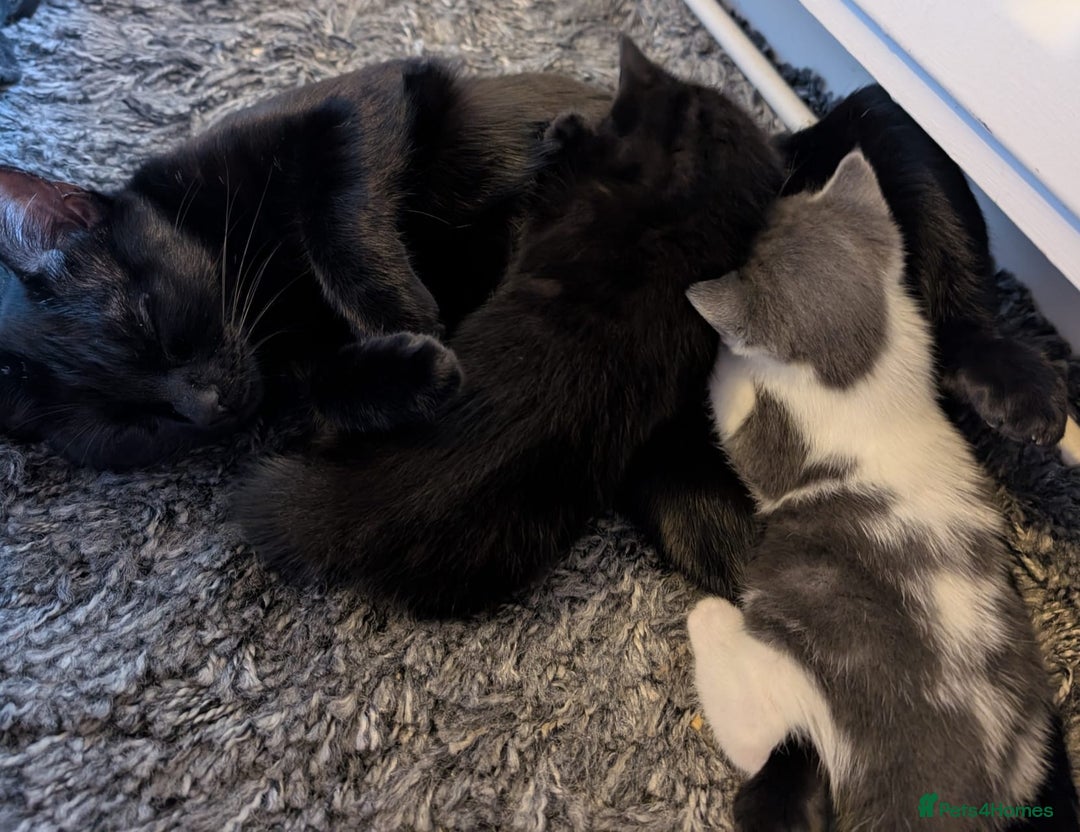 British Shorthair cats for sale: Very cute, playful female kitten - Image 4
