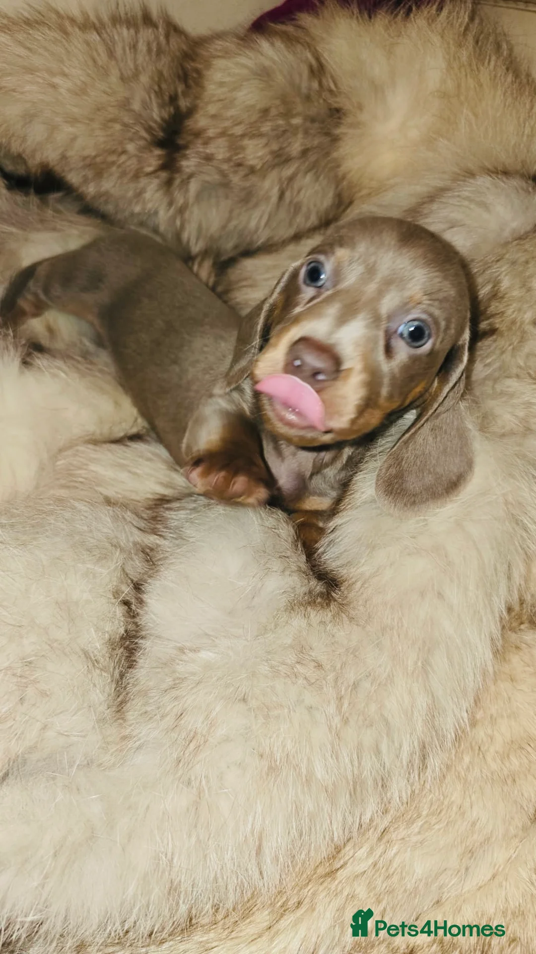 Miniature Dachshund dogs for sale: KC Mini Dachshunds 2 Beautiful girls Ready!! - Advert 9