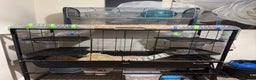 Gerbil rodents for sale: 2 gerbils including the main cage and travel cage - Advert 2