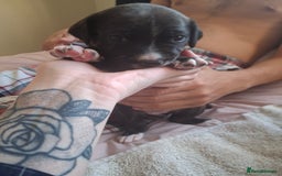 Mixed Breed dogs for sale: 2 boy 2 girls springer mixed with staff puppys - Image 15