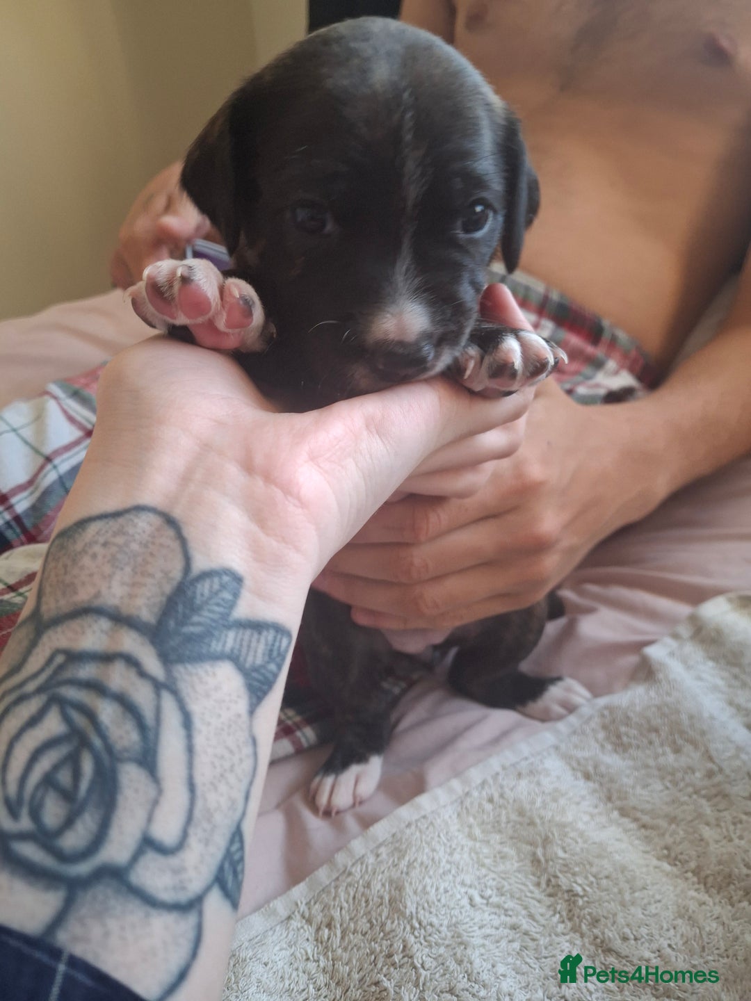 Mixed Breed dogs for sale: 2 boy 2 girls springer mixed with staff puppys - Image 15