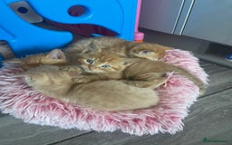 Mixed Breed cats for sale: Part Mainecoon Ginger Litter - Image 26