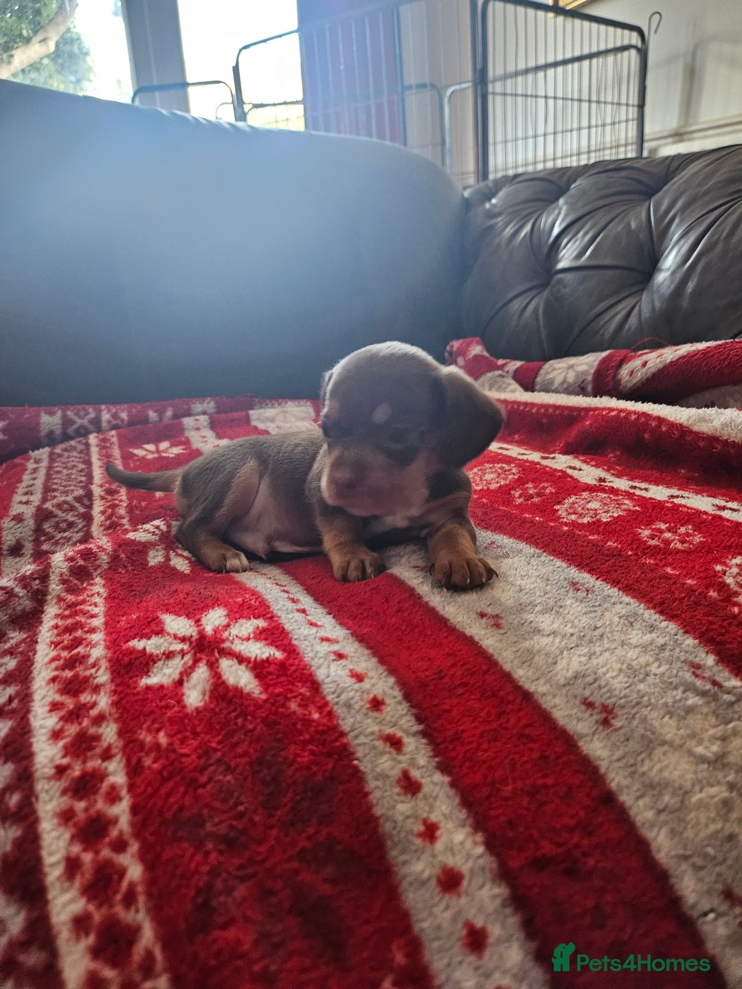 Mixed Breed dogs for sale: French Bulldog x Dachshund Puppies - Image 11