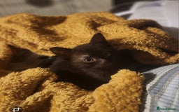 Mixed Breed cats for sale: Two kittens looking for a loving home - Image 1