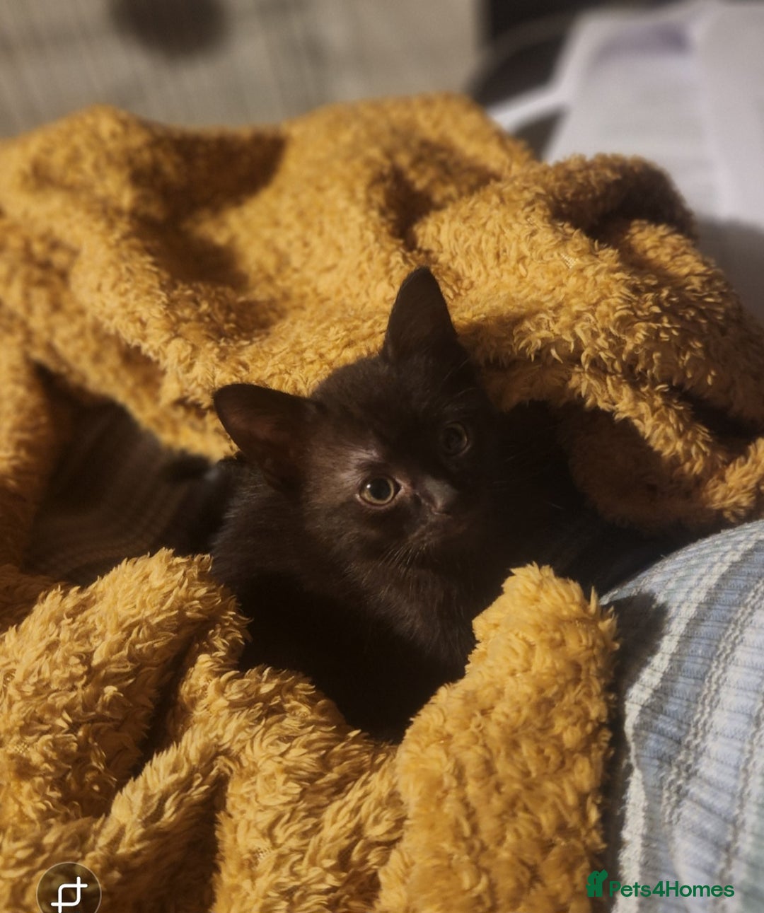 Mixed Breed cats for sale: Two kittens looking for a loving home - Image 1