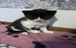 Mixed Breed cats for sale: Mixed breed British short haired kittens  - Image 6