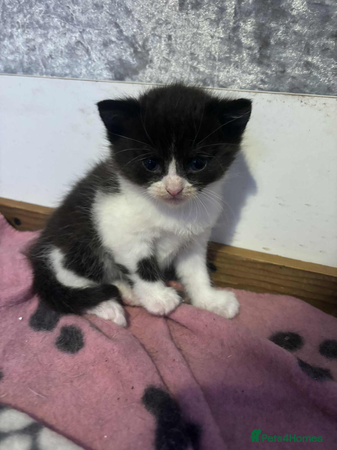 Mixed Breed cats for sale: Mixed breed British short haired kittens  - Image 6
