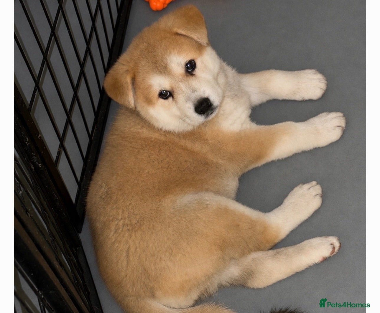 Akita dogs Akita puppies - Advert 19