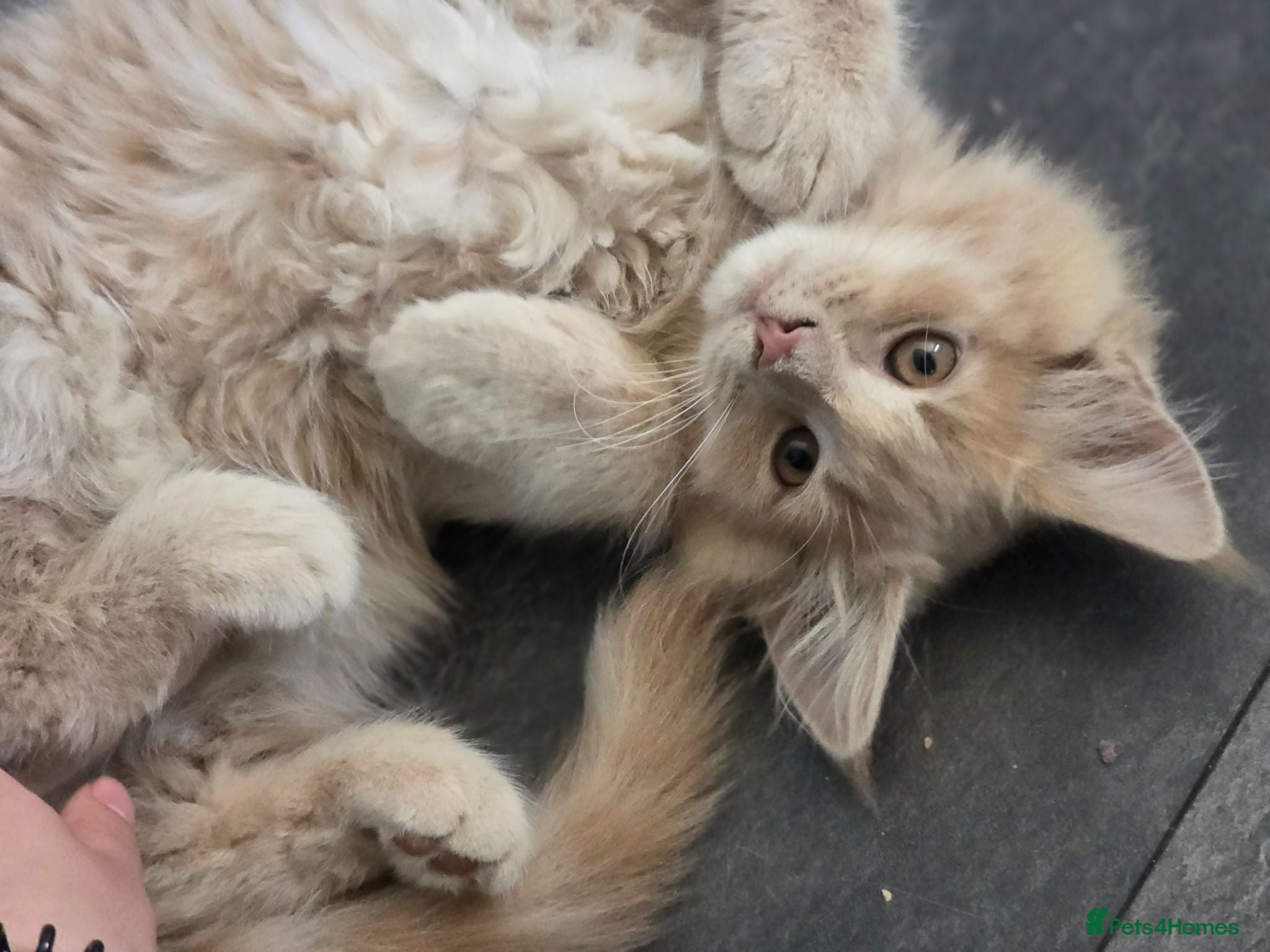 Maine Coon cats Cross mix maine coone  - Advert 11
