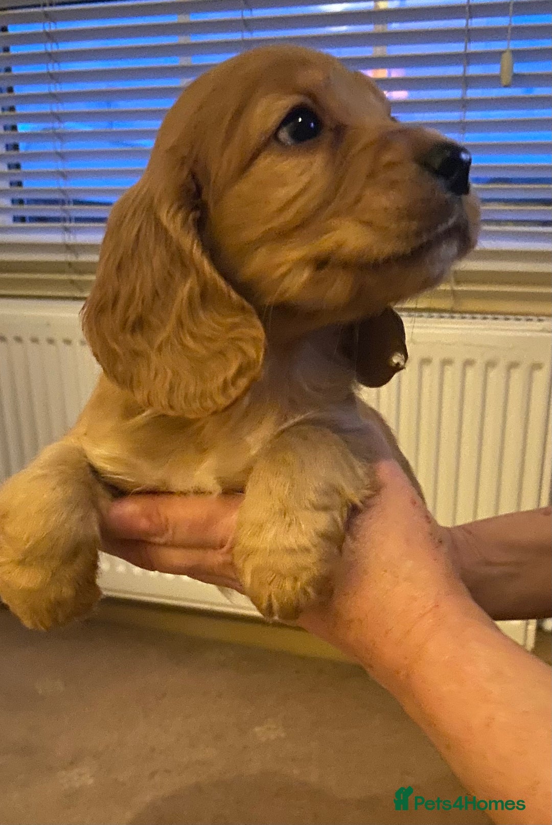 Cocker Spaniel dogs for sale: Beautiful cocker spaniel’s for sale - Advert 9